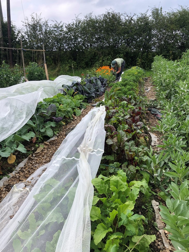 Grønnsaker i åkerrader. En person luker.