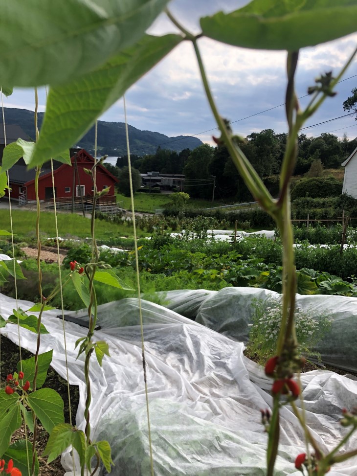 Grønnsaker i nærbilder, med hvit insektsduk over deler av grønnsakene. Landskap i bakgrunnen.