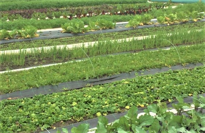 Markedshage i oktober.