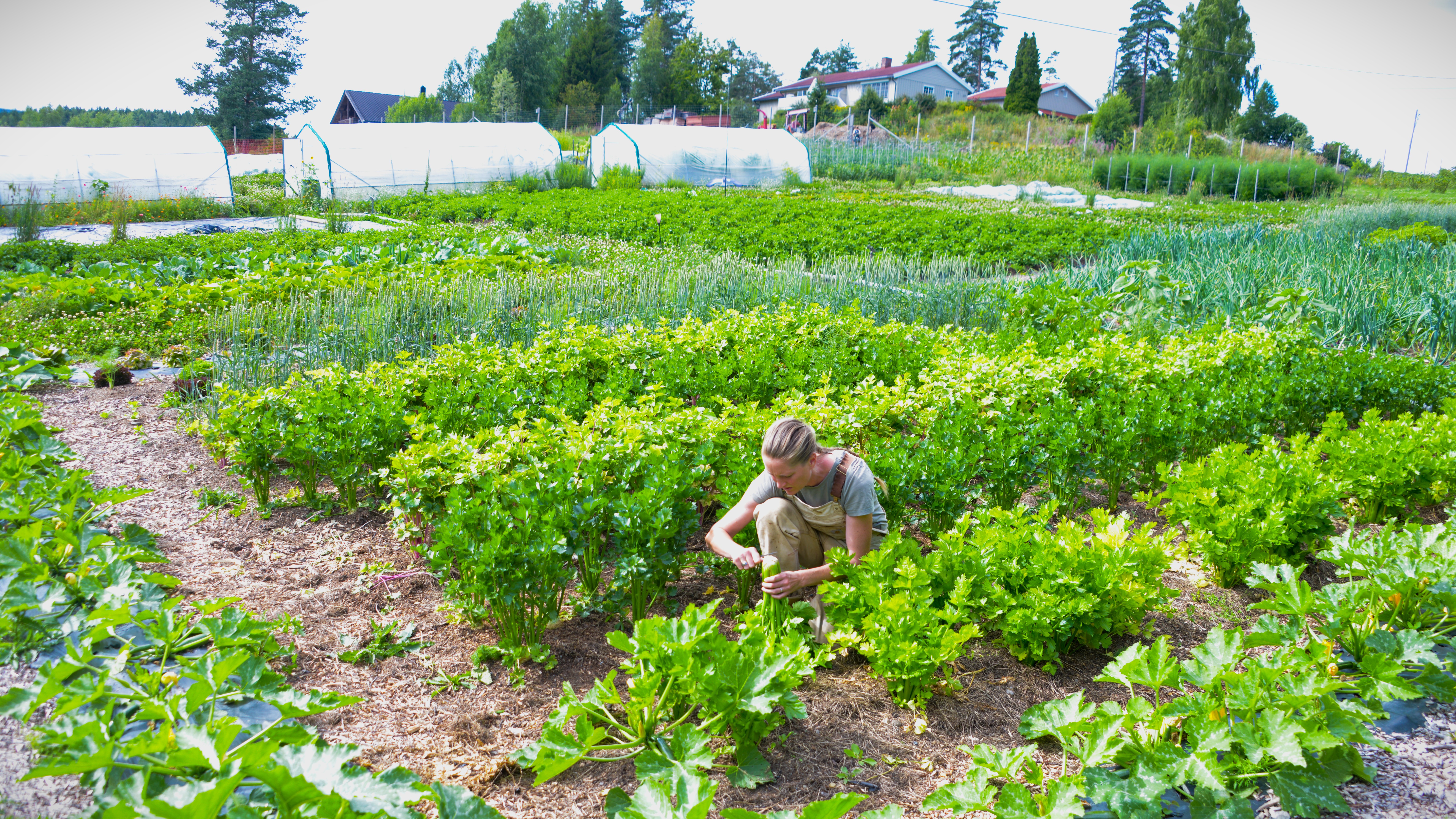 kvinne i åker med grønnsaker i vekst, dyrkingstunneller i bakgrunnen
