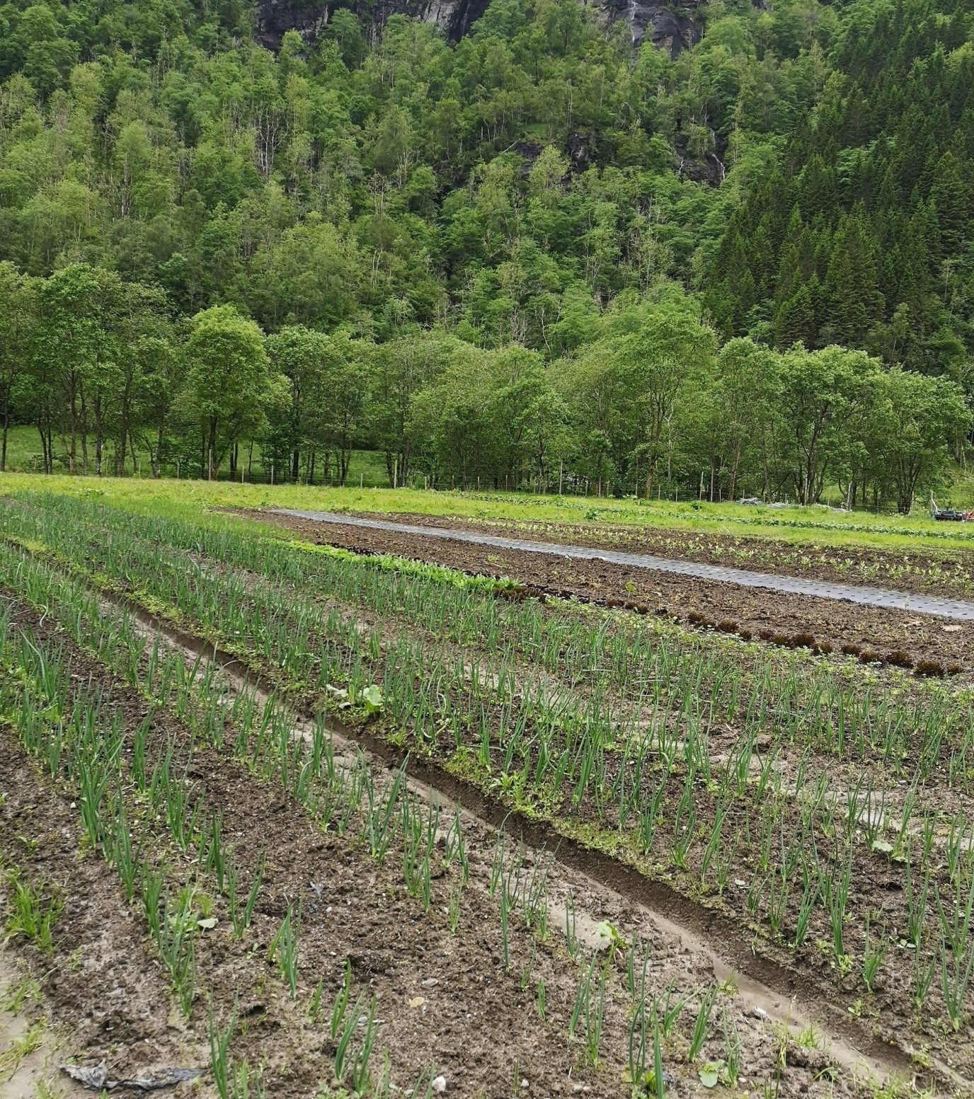 Grønnsaker i rader på et flatt jorde med ei bjørkeli i bakgrunnen. 