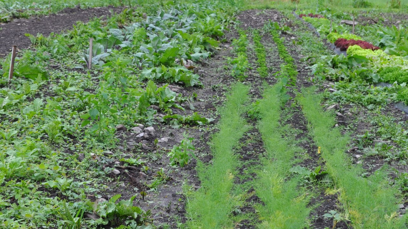 Grønnsaker i rekker i åker