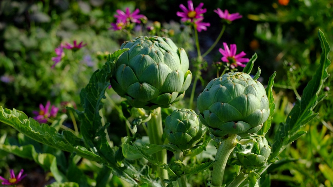 Artisjokk fra Skjærgårdshagen / Stall Anvik. 