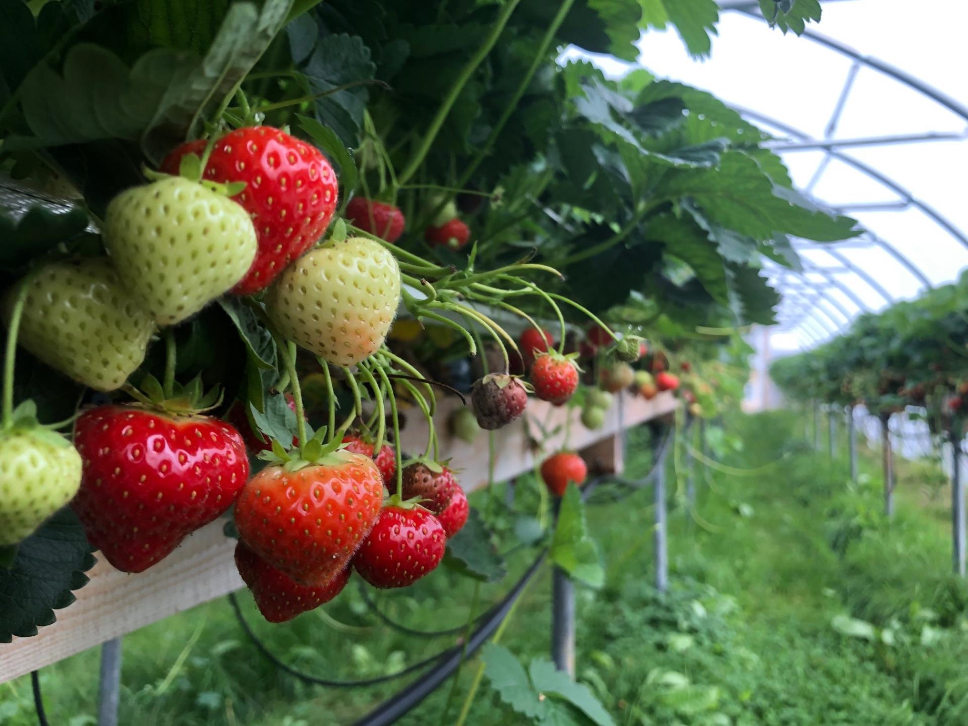jordbær i table top i plasttunnell