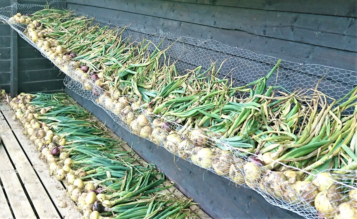 Hvitløk til tørk i hengende hyller