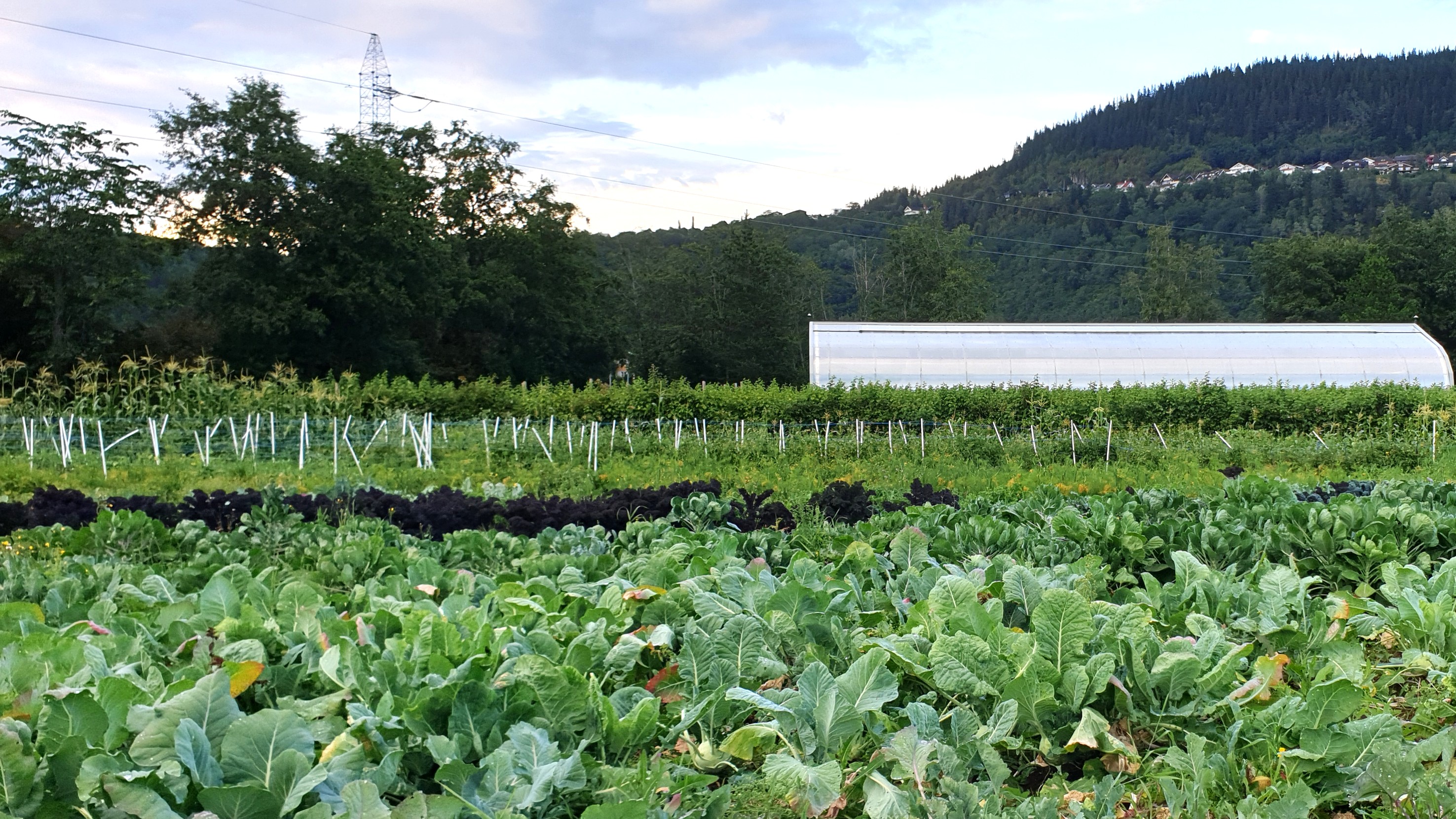 Kålåker med drivhus og landskap i bakgrunnen