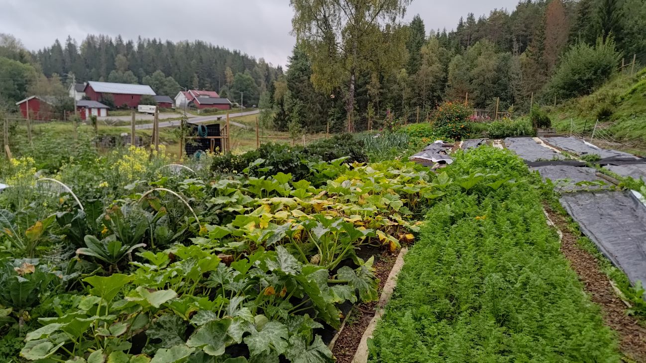 Grønnsaker i rekker, gårdsbygg i bakgrunnen