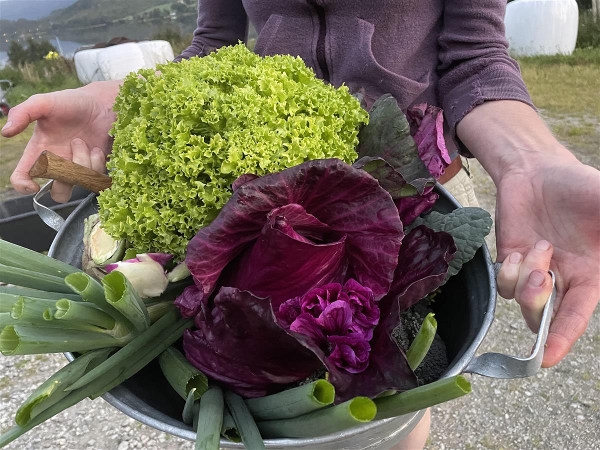 Ulike salatgrønnsaker holdes fram i et kar