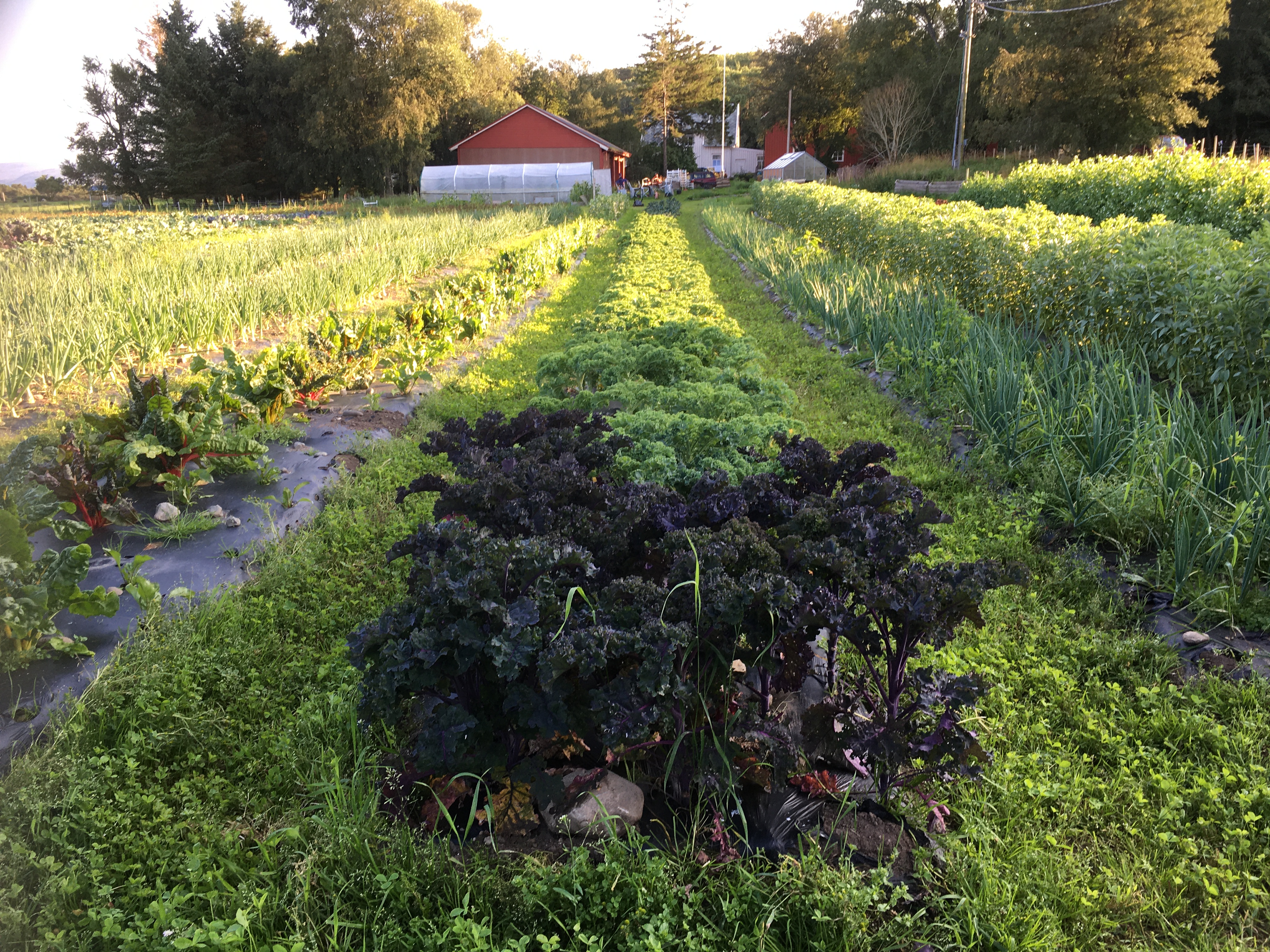 Grønnsaker på rekke og rad med gårdsbruk i bakgrunnen