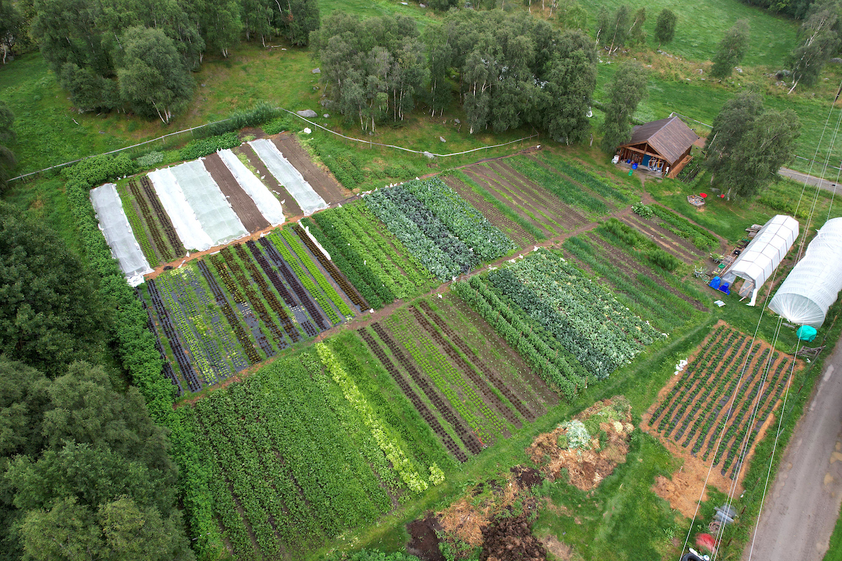Grønnsaksåker med grønnsaker i rader