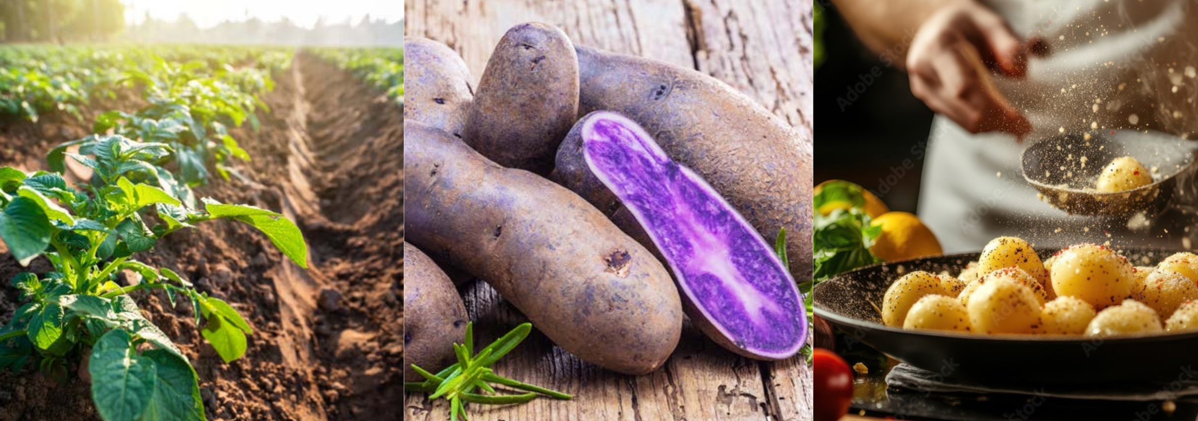 Tre ulike bilder med grønt potetris til venstre, blå kongo potetsort i midten, potet som serveres kokt av en kokk