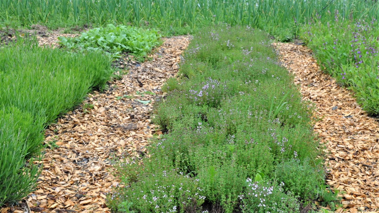 Urter i rekke med flis mellom radene