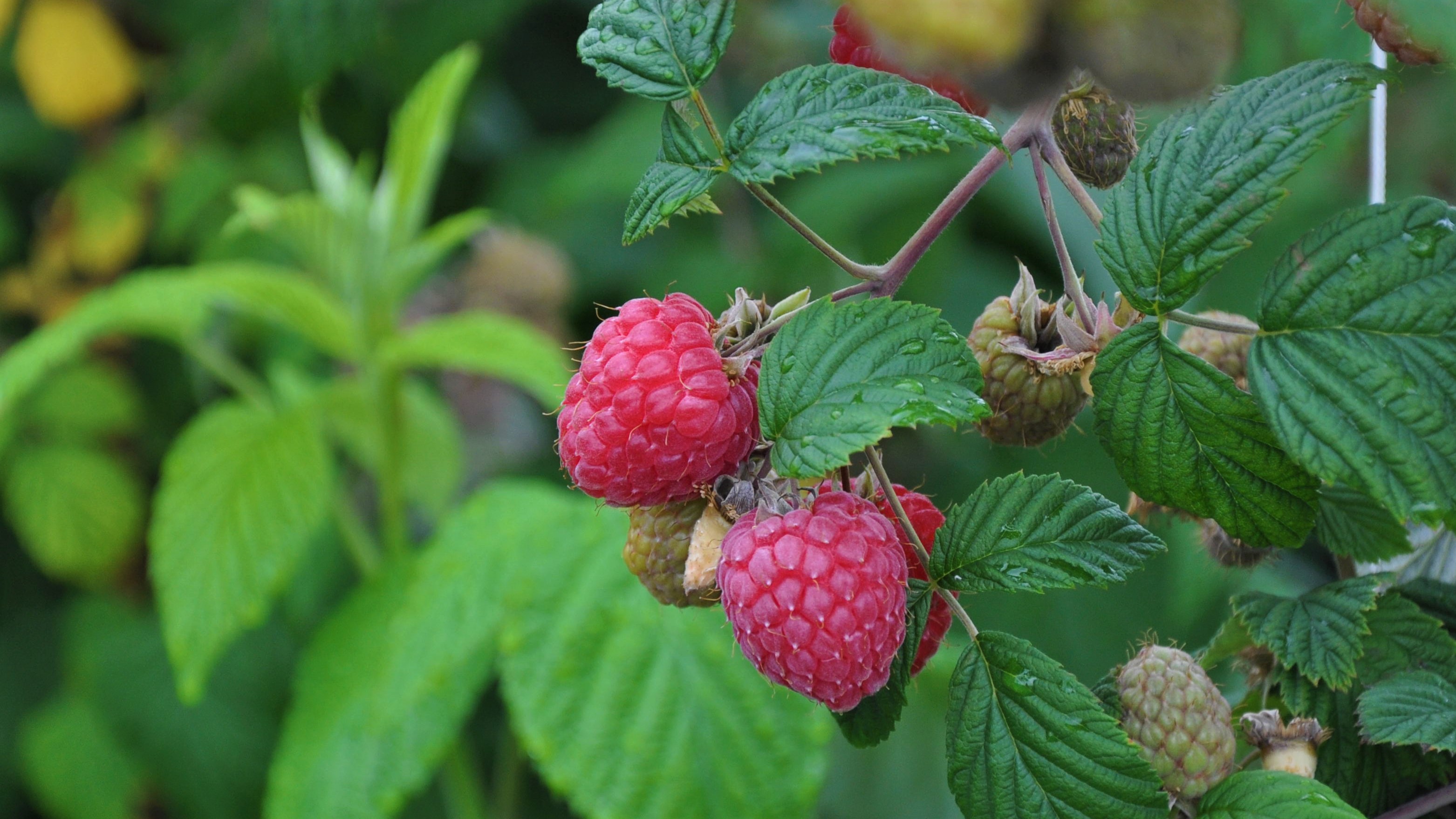 To røde bringebær med grønne blader i bakgrunnen