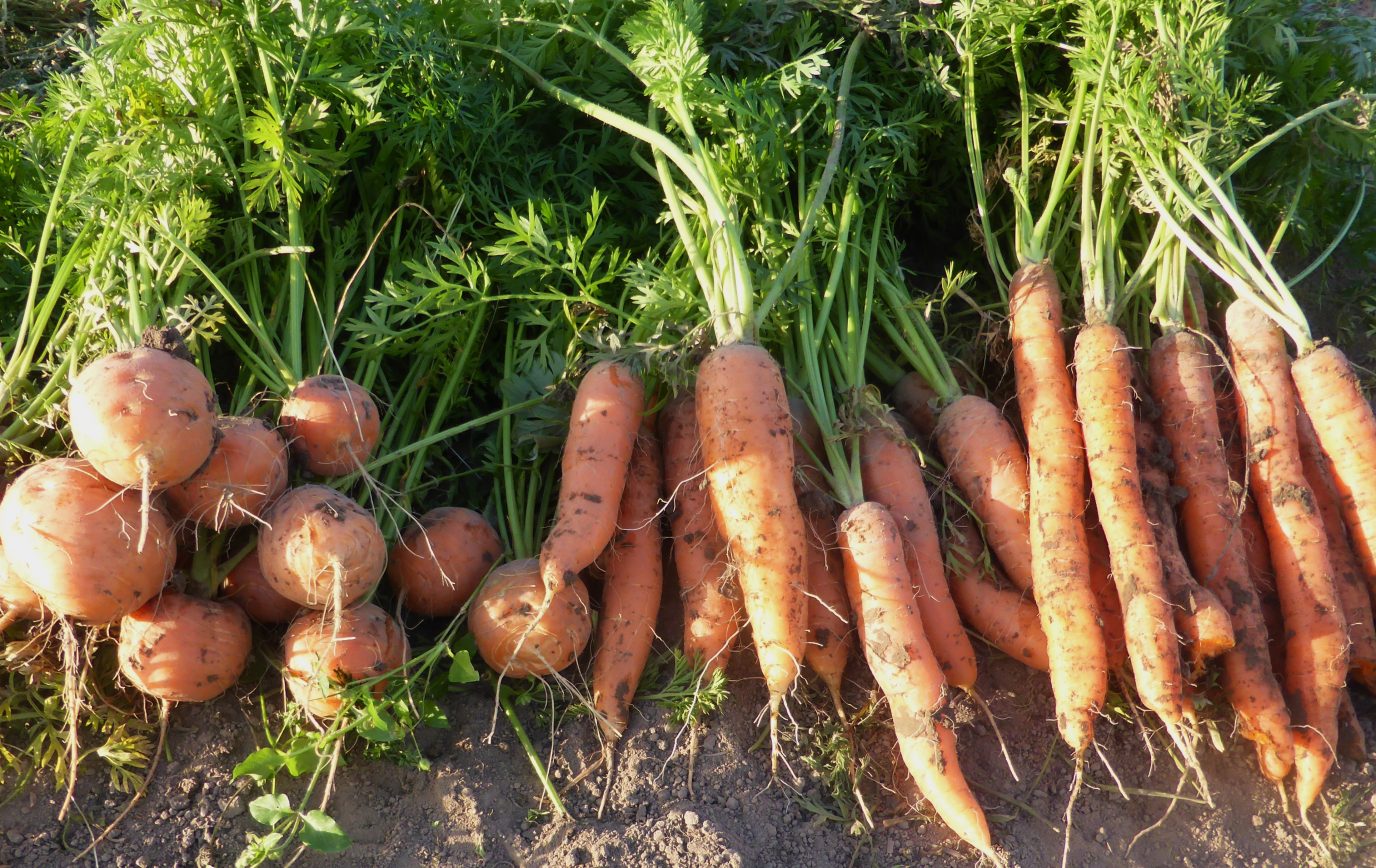 Beter og gulrøtter . nyhøstede med jord og grønne blader på. 