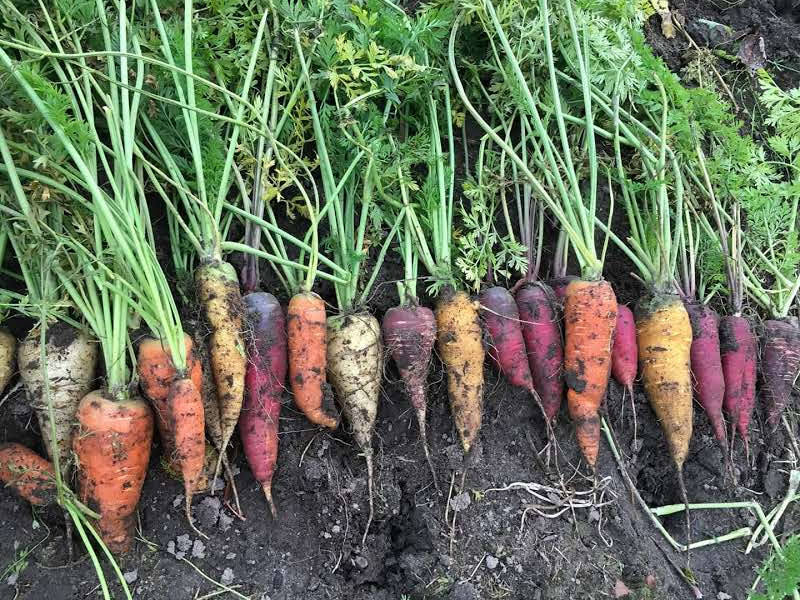 Ulikt fargede  gulrøtter med ris på, nyhøstede i rekke på åkeren. 