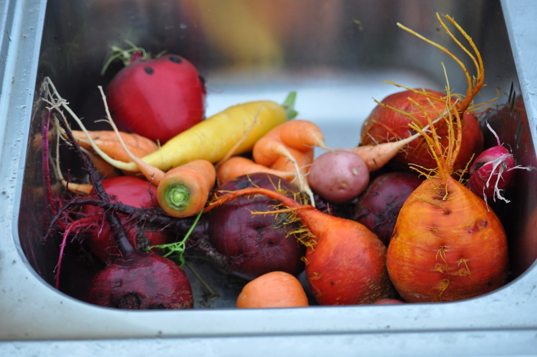 Ulike gulrøtter i en stålbalje