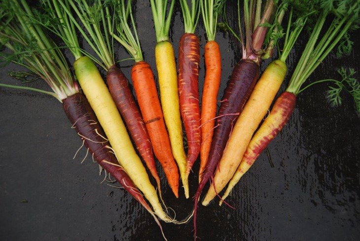 Gulrøtter i ulikefarger, med stilk. 