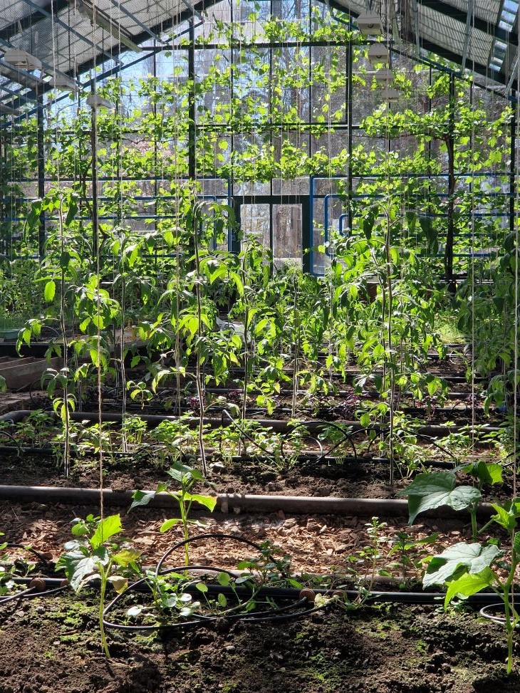 Veksthus med tomatplanter i jord