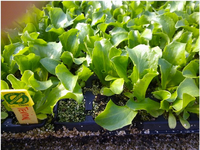 Småplanter i pluggbrett, økologisk merket