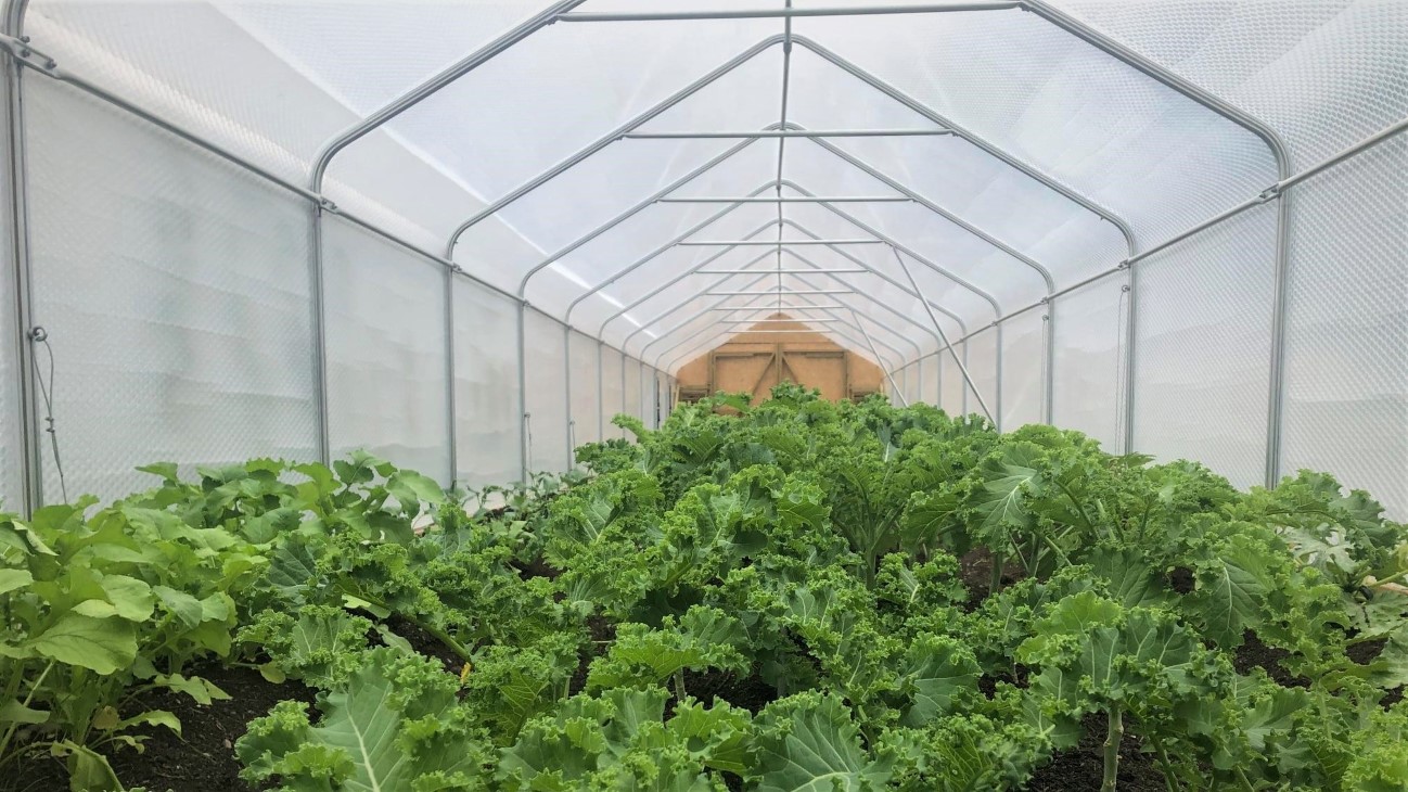 Gønnkål i forgrunnen, med plasttunell over - stålstenger. 