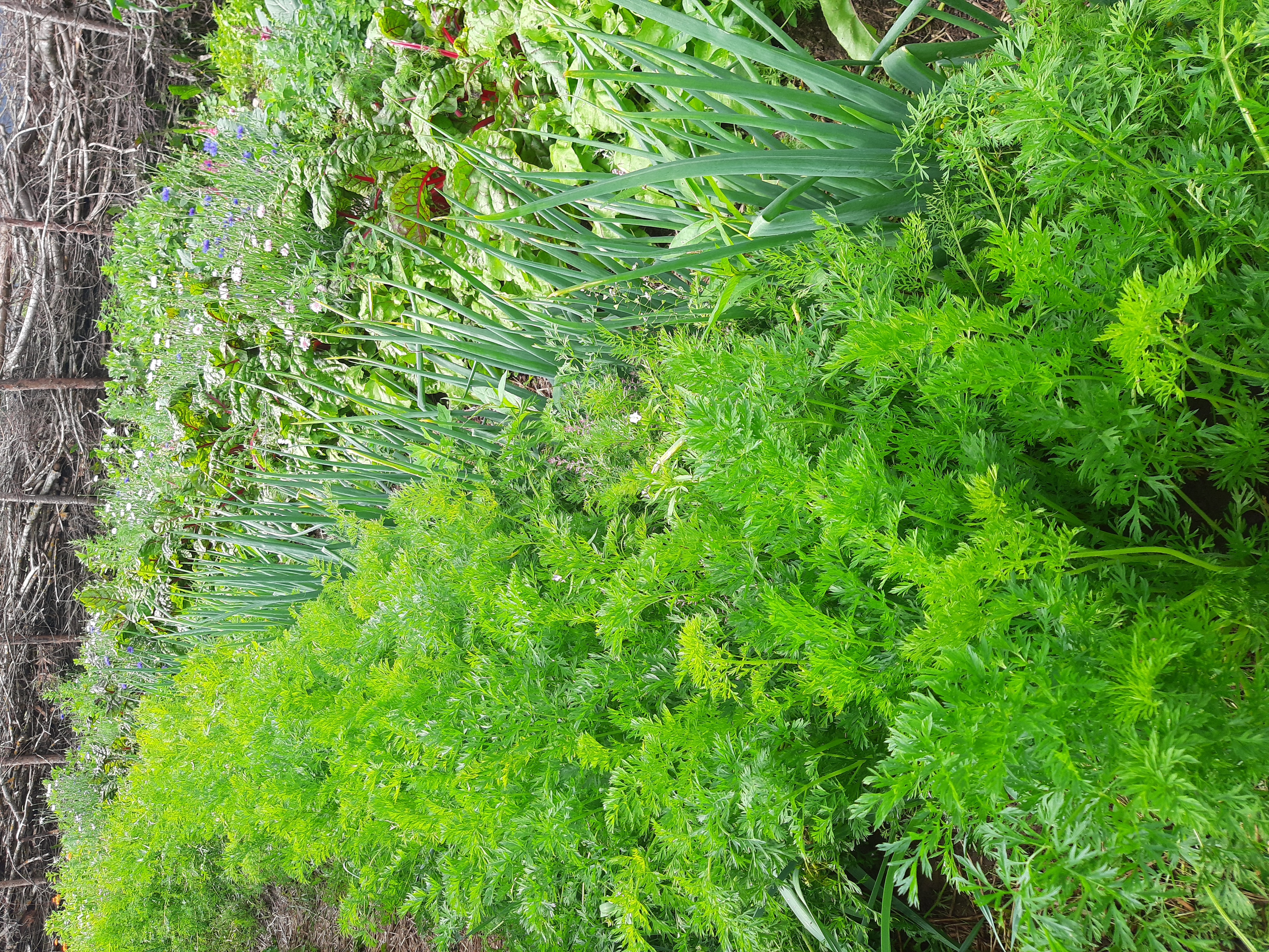 Grønnsaker i rekke på åker