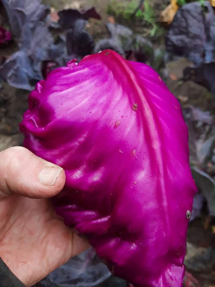 Rødkål i en hånd