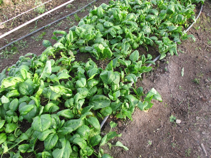 Høsteklar spinat i markedshagen 