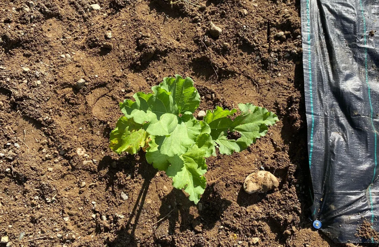Rabarbraplante i åker med plastduk til høyre