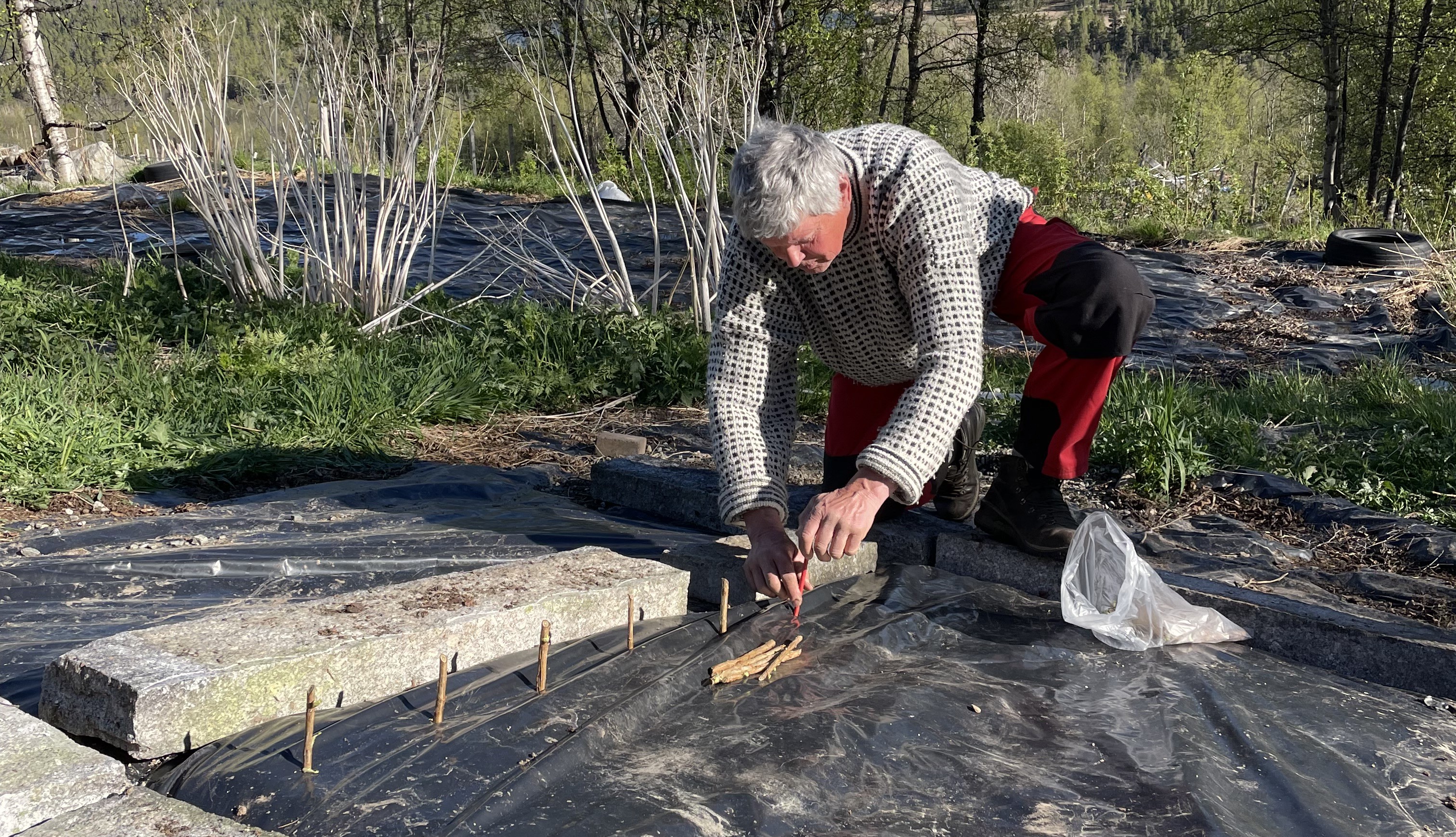 Helge Hvoslef setter solbær-stiklinger