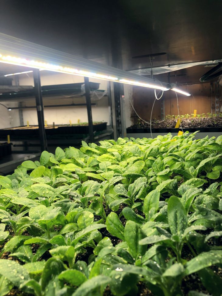 Planteoppal, småplanter i kjeller, med lysrør som lyskilde