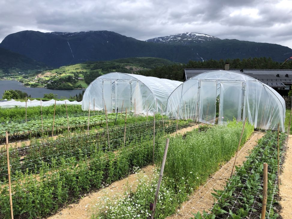 Rader med planter og plasttuneller i bakgrunnen