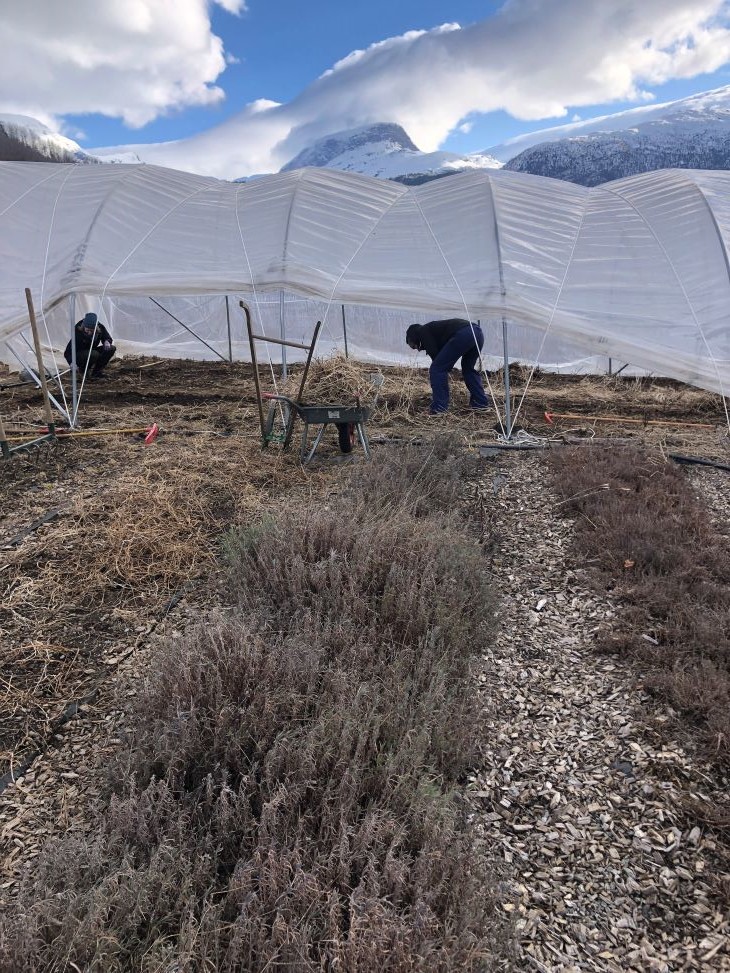 Plasttunnell med urter i vinterfarger
