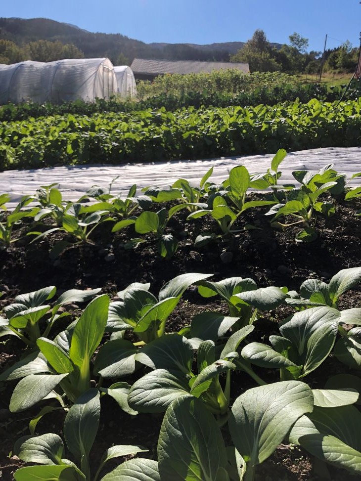Pack choi en bladgrønnsak i forgrunnen, lagerhus i bakgrunnen
