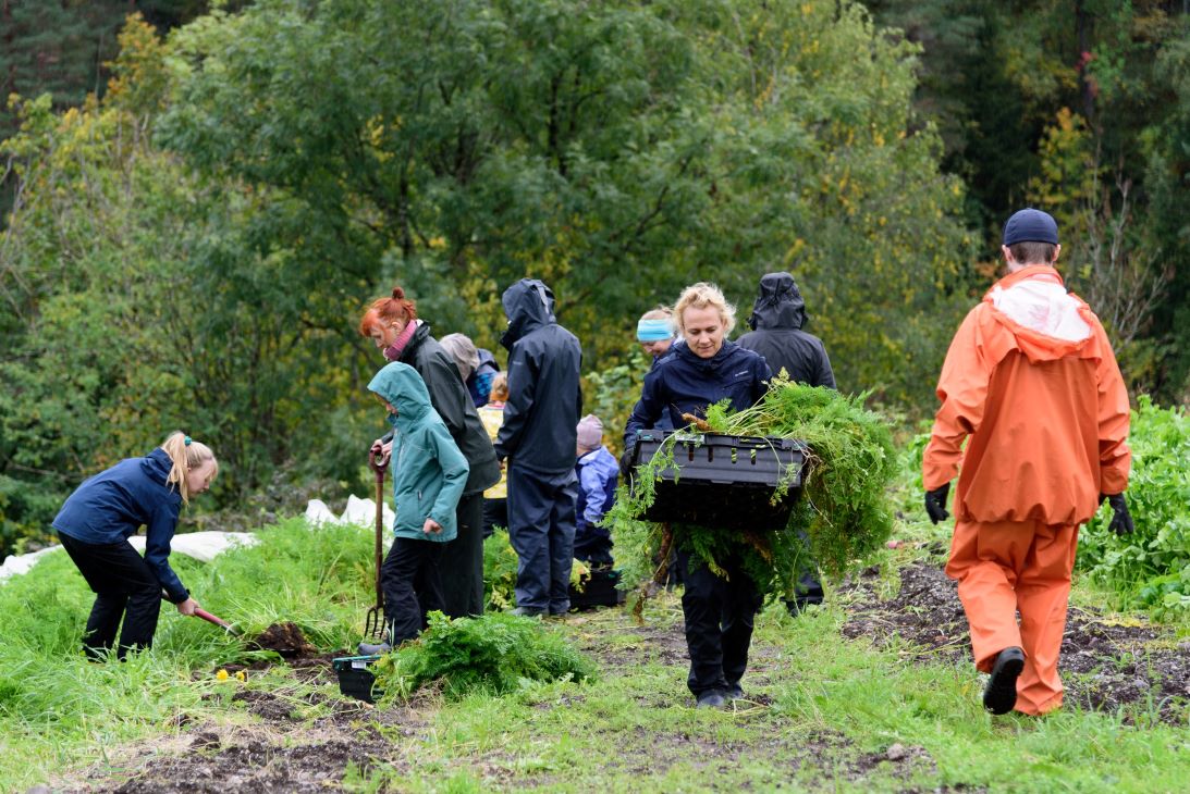 Dugnad med flere mennesker som høster poteter i en åker