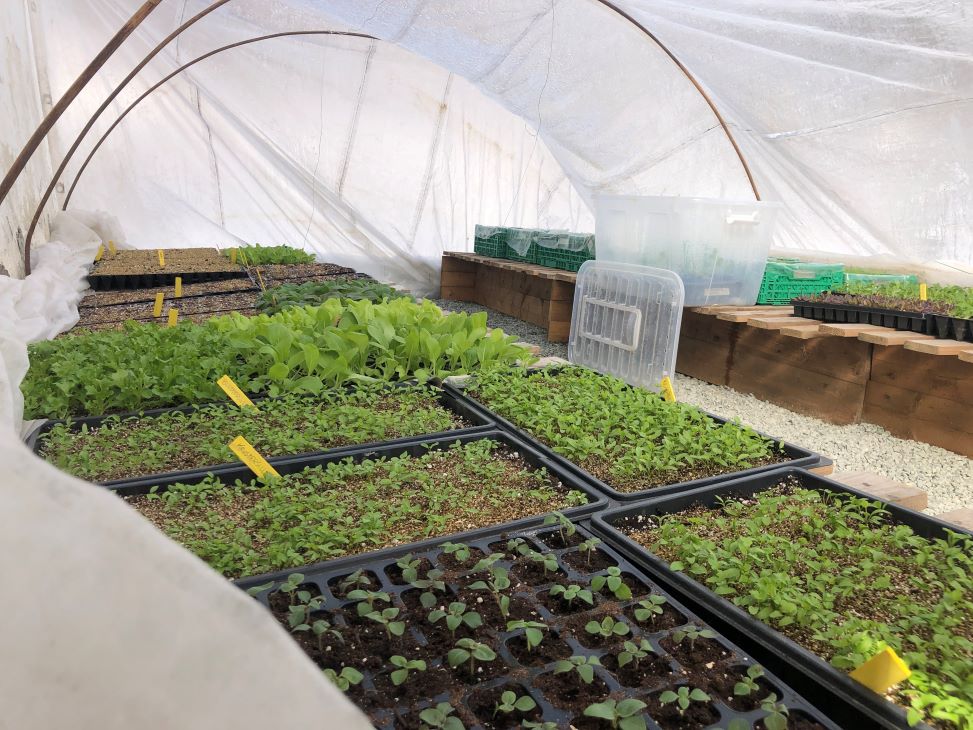 brett med småplanter i plasttunnell