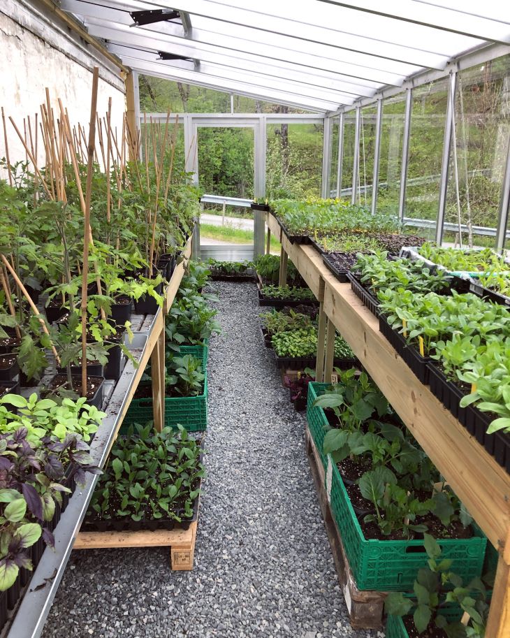 Lite drivhus med små planter i oppal - på brett