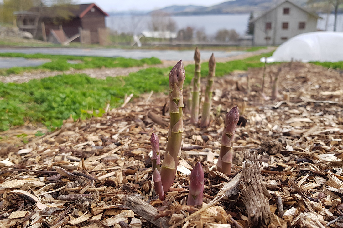 Brun jord med noen få stengler av asparges som kommer opp av jorda. 