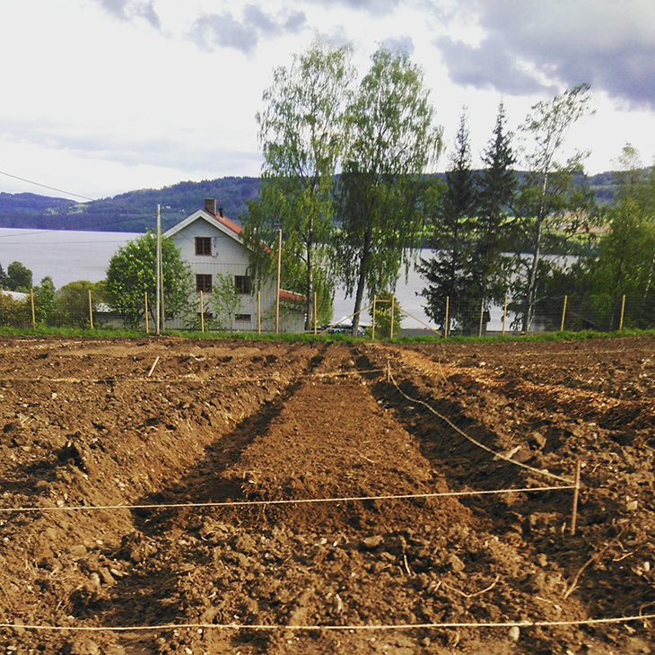 Jord i bed med snorer for merke opp bedene