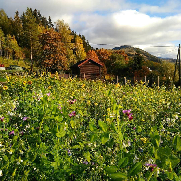 Grønne bladvekster i blanding på et jorde med et stabbur bakgrunnen.