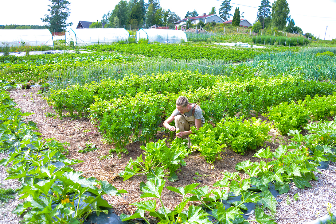 Kvinne som har huket seg ned i en åker av grønnsaker, med tre plasttunneller i bakgrunnen.