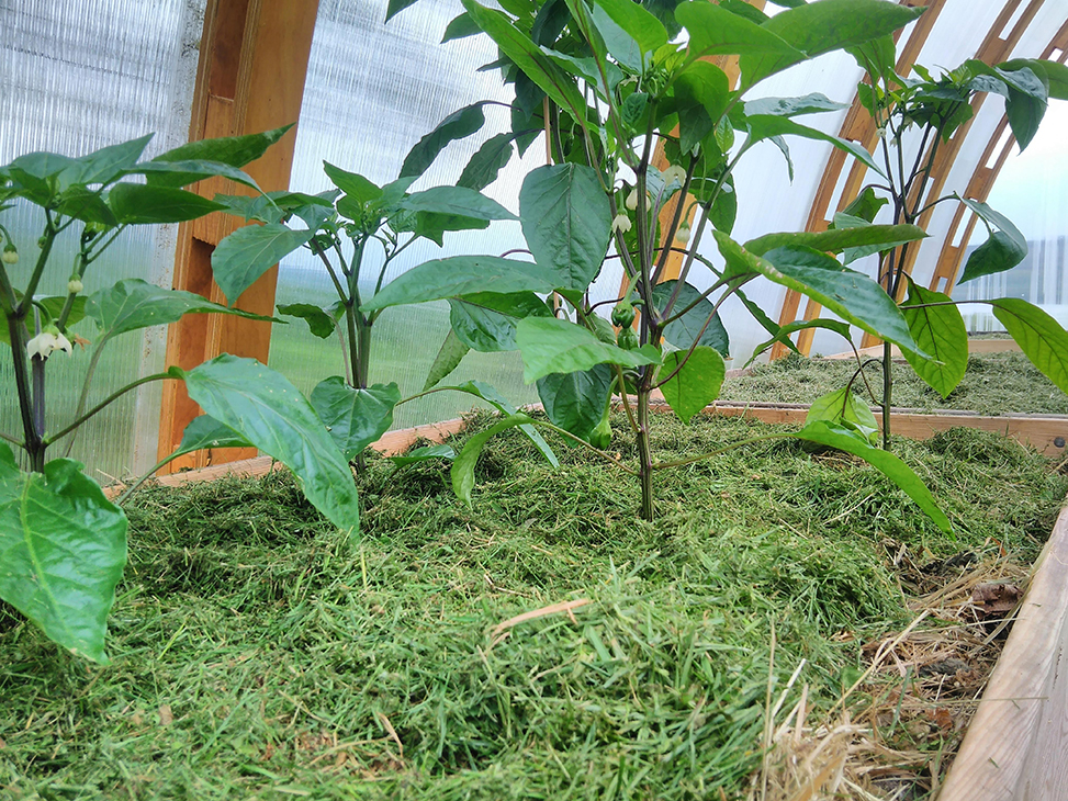 Grønt grasklipp under chiliplanter uten frukter, i et drivhus.