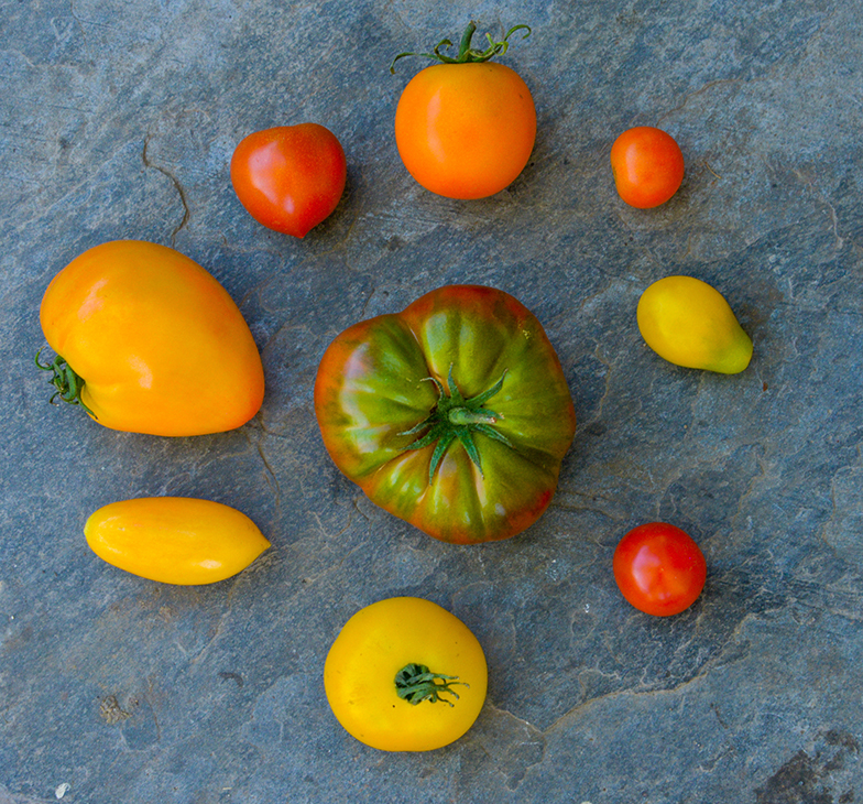 Mange ulike tomatsorter i en sirkel.