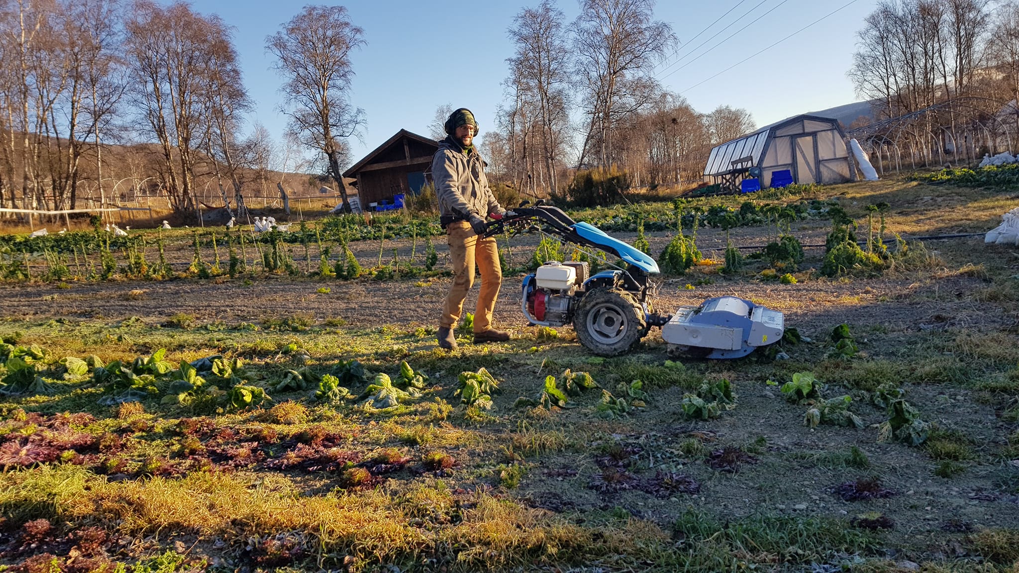 Mann i åker med tohjuls jordfres mellom rader av grønnsaker