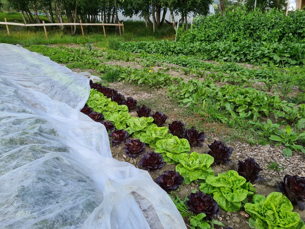 Salat med duk , på åker i rekker