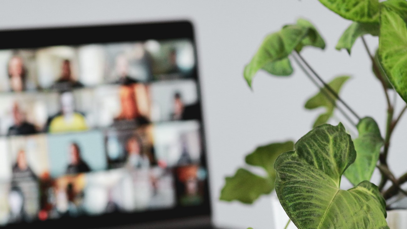 Planteblader i forgrunnen, grønne, og i bakgrunnen en dataskjerm med uskarpe bilder av mennesker på.
