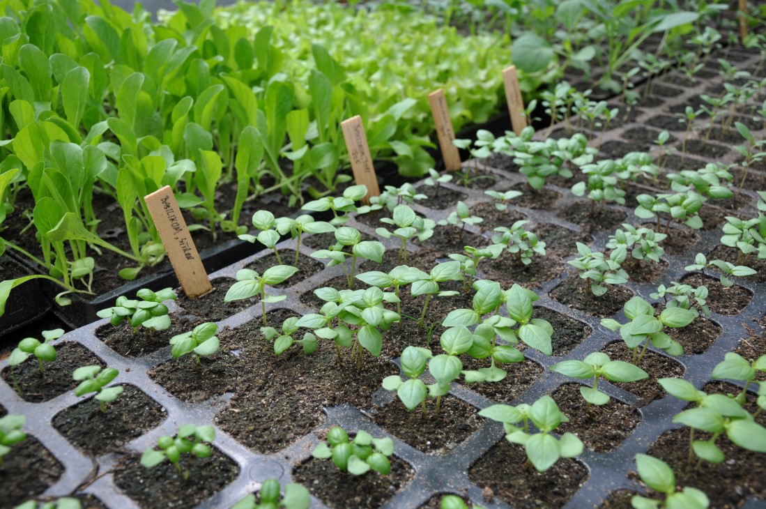 Oppalsplanter i pluggbrett