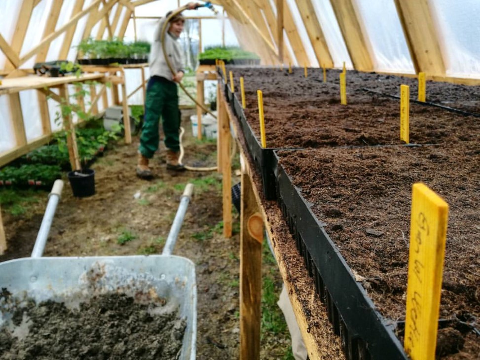 Vanning av oppalsplanter i det hjemmesnekrede drivhuset til Avdem gardsgrønt.
