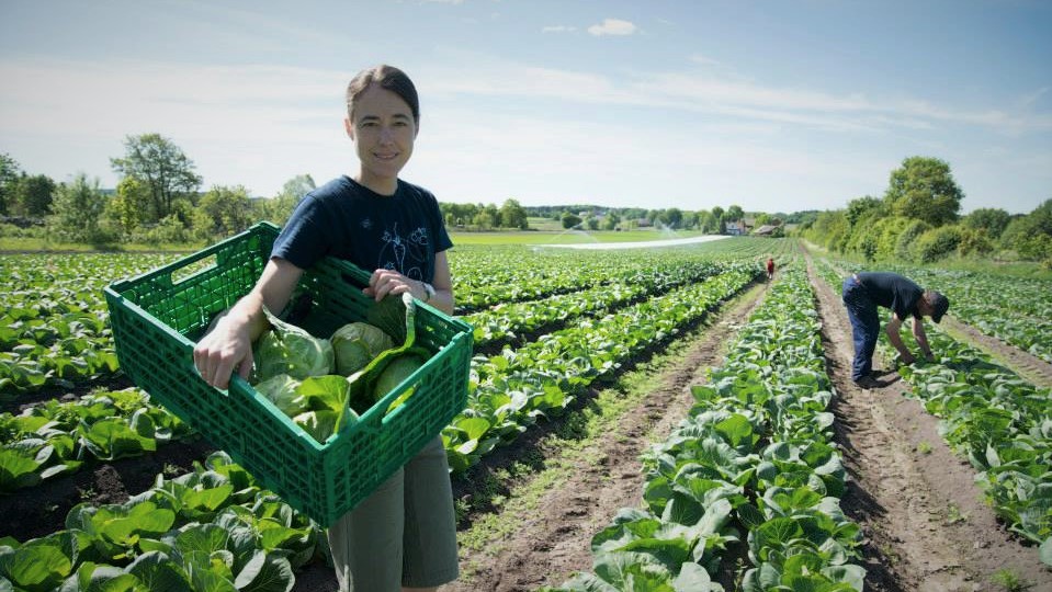 Markedshagedyrkning og tradisjonell åkerdrift kan sameksistere på en og samme gård. Man kan for eksempel drive en markedshage på et lite areal, og bruke traktor til å dyrke potet i tradisjonell åkerdrift på det resterende. I tillegg til en markedshage har Huseby gård en større produksjon av kål som leveres via Gartnerhallen til Bama/Norgesgruppen. Her er produksjonen konvensjonell med mekanisk/manuell ugressbekjempelse. 