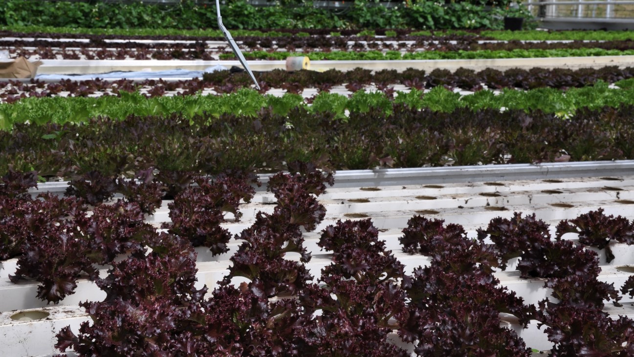 I fjor startet Toppe gartneri en hydroponisk produksjon av salat, sammen med en mindre produksjon av tomat og agurk i jordsekker. Da får de utvidet sesongen og dyrket tidligproduksjon der hvor det er ledig kapasitet i uoppvarmede drivhus på gården. 
