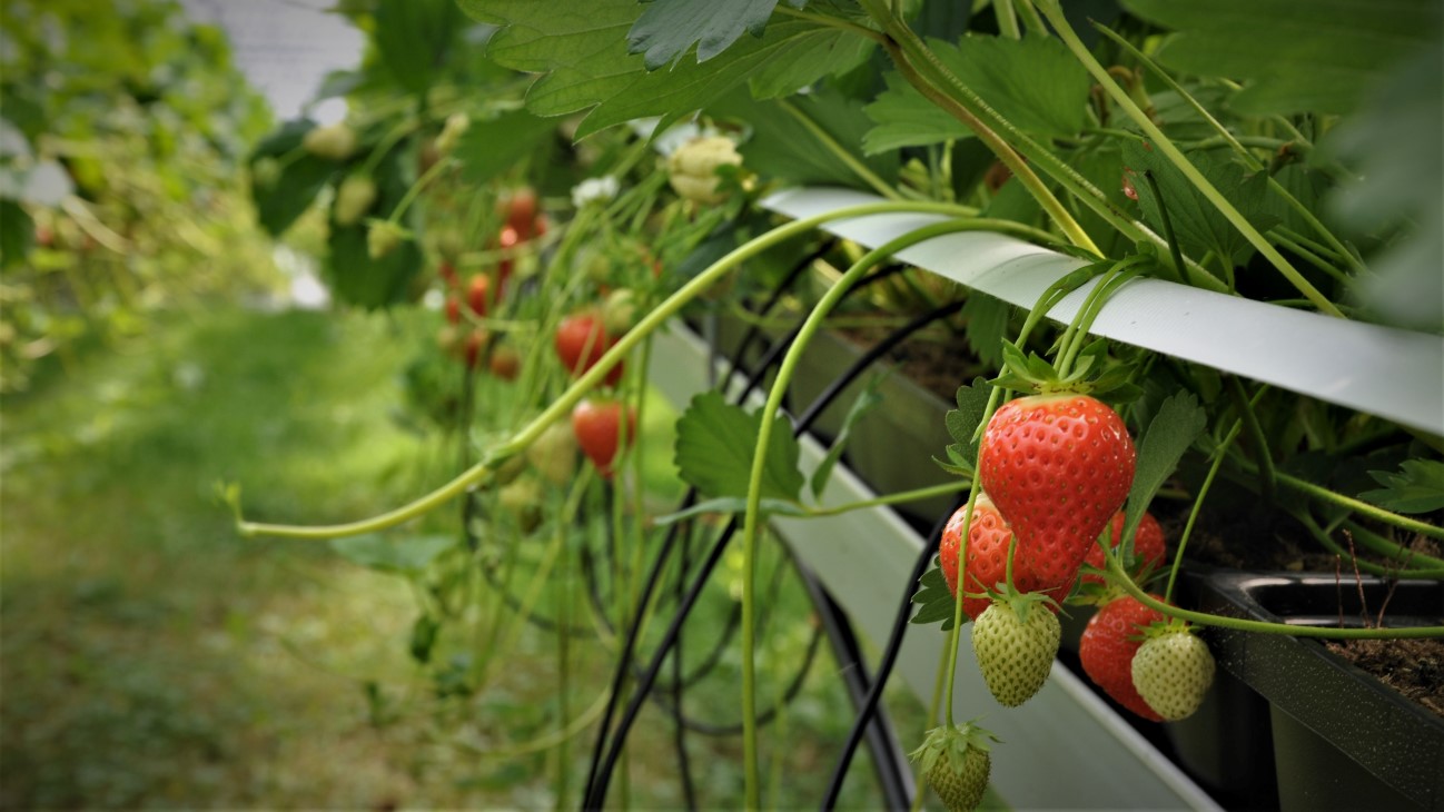 I 2022 etablerte de en større table-topp produksjon av jordbær, med remonterende sorter. Jordbærene selges i lokale butikker, og restauranter som får levert jordbærene fra Toppe gjennom Spesialgrossisten, en mindre grossist i Bergen med spesialisering på storhusholdning. I tillegg har de hatt prøvesalg gjennom plassering av Toppebua, både på Møhlenpris og på egen gård (selvbetjent). 